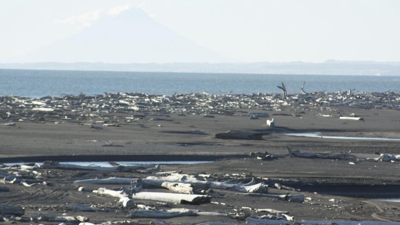 Photo of Others in Koitiata