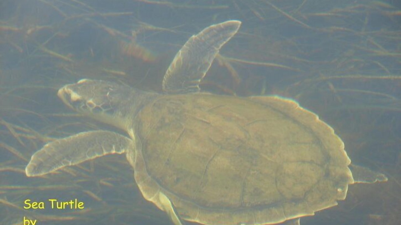 Photo of Others in Crawfordville