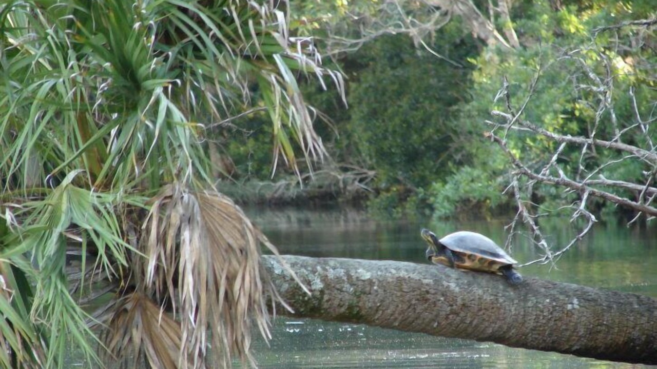 Photo of Outdoor in Crawfordville