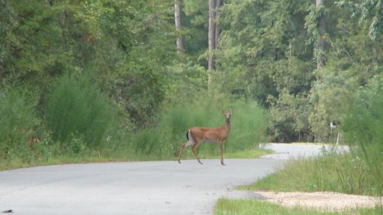 Photo of Others in Crawfordville