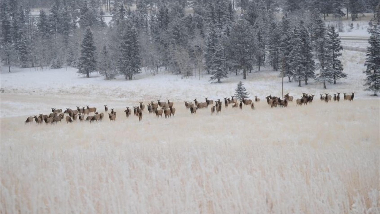 Photo of Others in Woodland Park