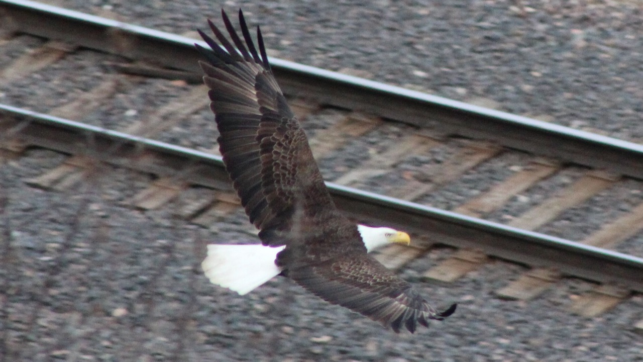 Photo of Others in Hannibal