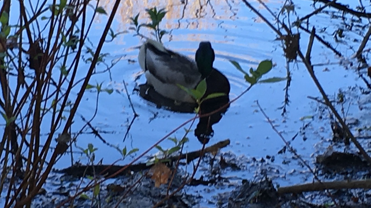 Photo of Others in Cotuit