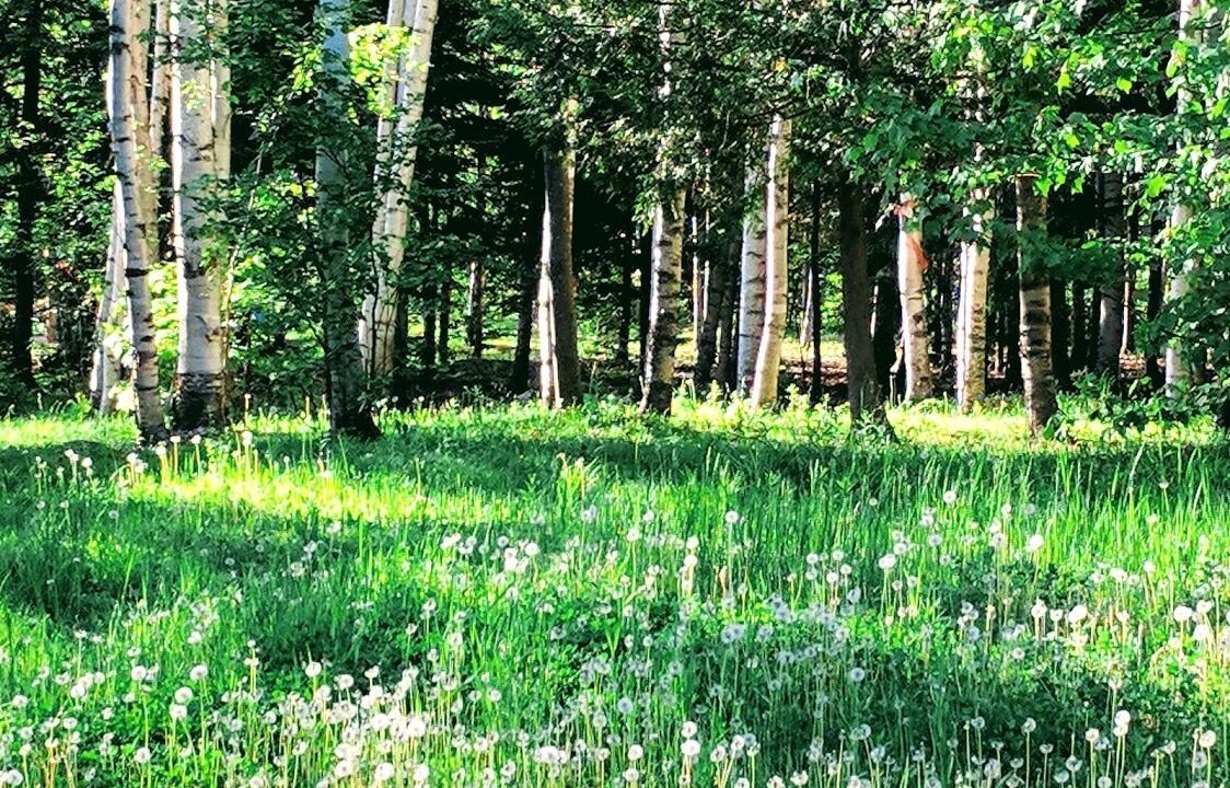 Photo of Outdoor in Saint-Faustin-Lac-Carre