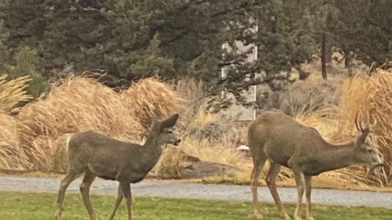 Photo of Others in Bend