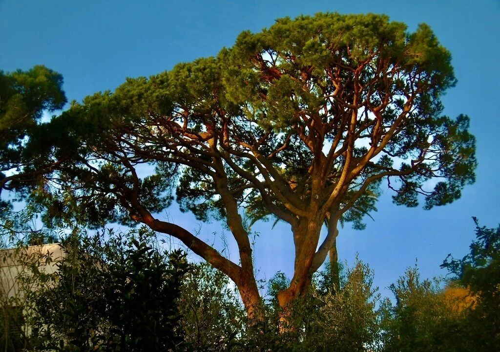 Photo of Outdoor in California - Pezou