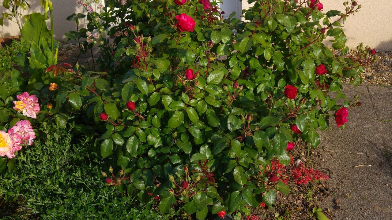 Photo of Outdoor in Lion-sur-Mer