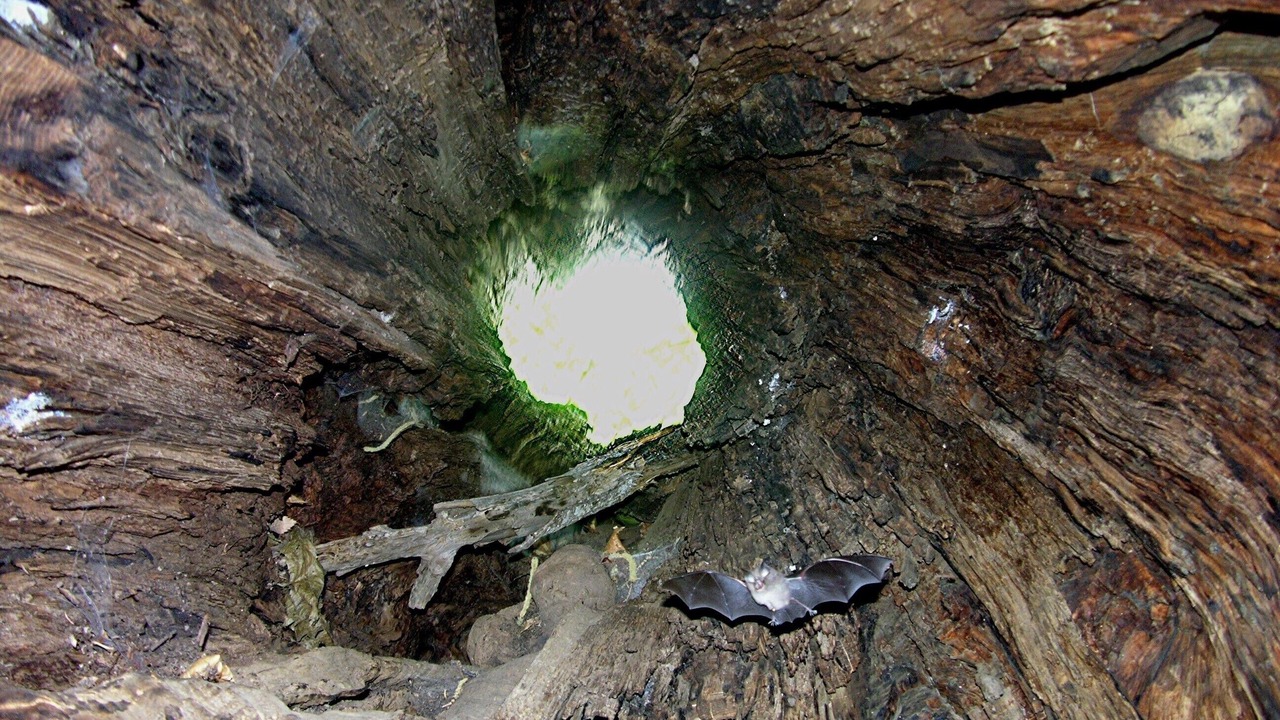 Photo of Others in Carcheto-Brustico