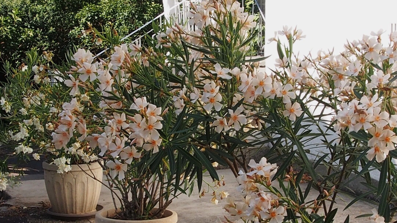 Photo of Outdoor in Sisteron