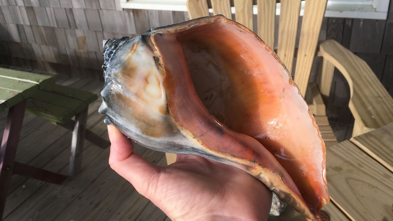Photo of Others in South Nags Head