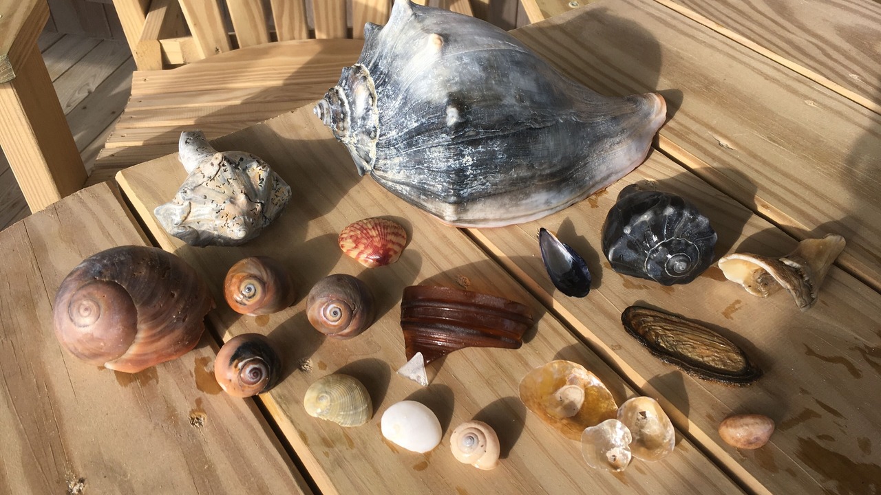 Photo of Others in South Nags Head