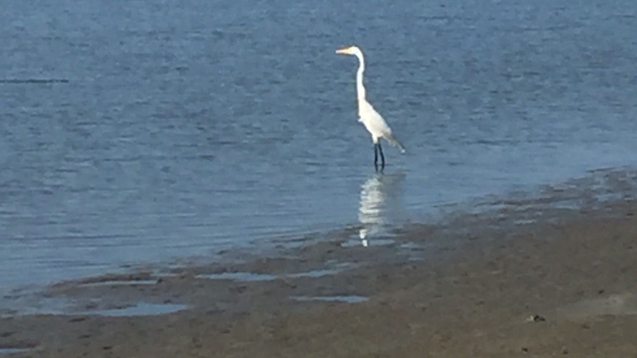 Photo of Others in Sullivan's Island