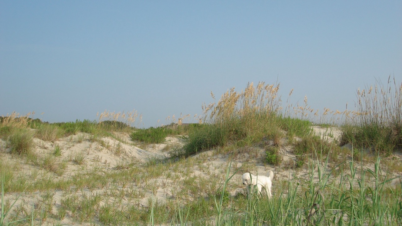 Photo of Others in Sullivan's Island