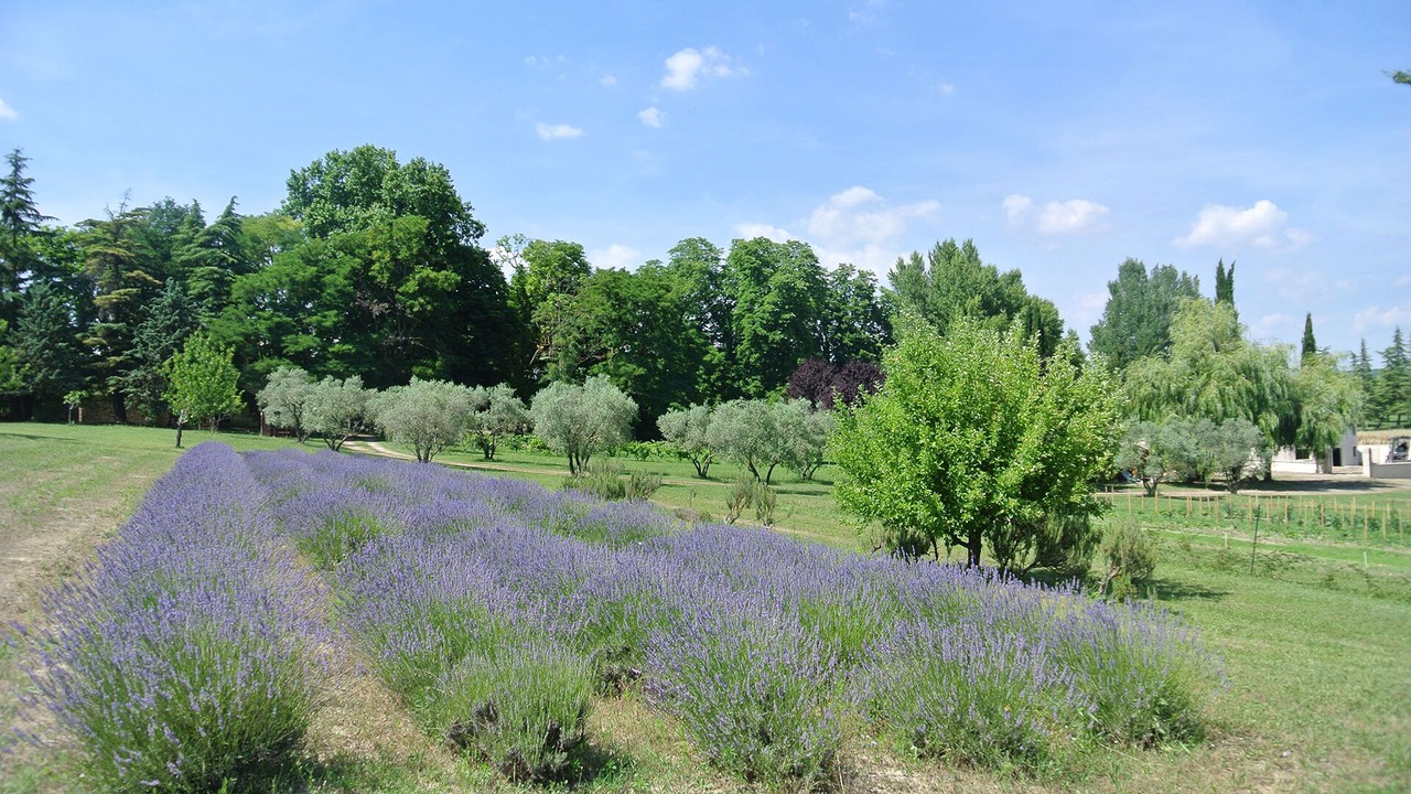 Photo of Outdoor in Forcalquier