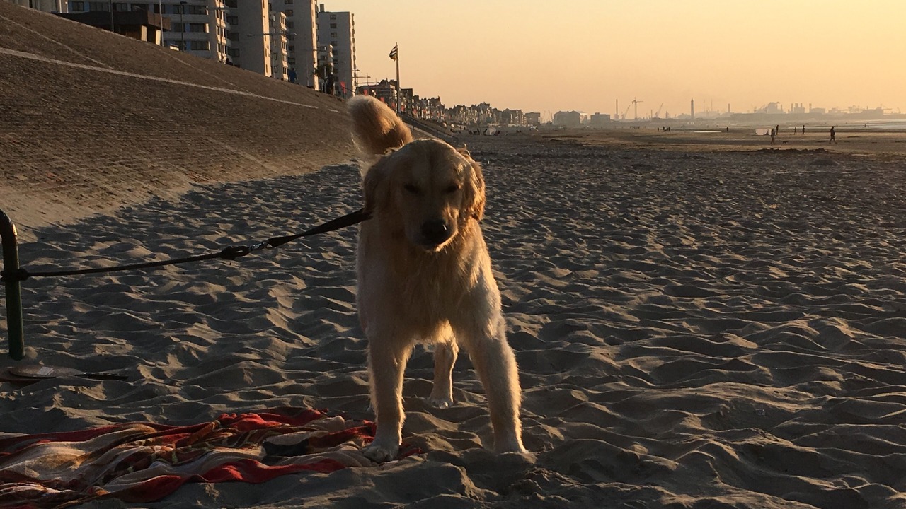 Photo of Others in Dunkirk