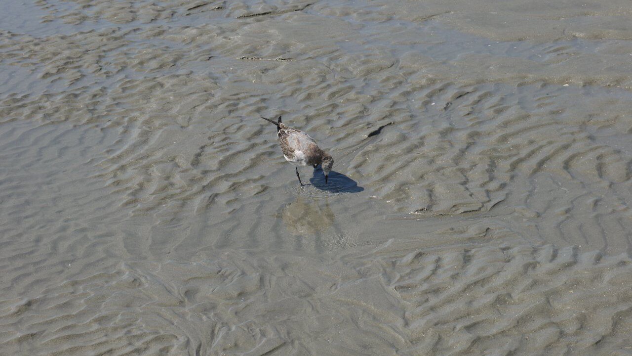 Photo of Others in Myrtle Beach