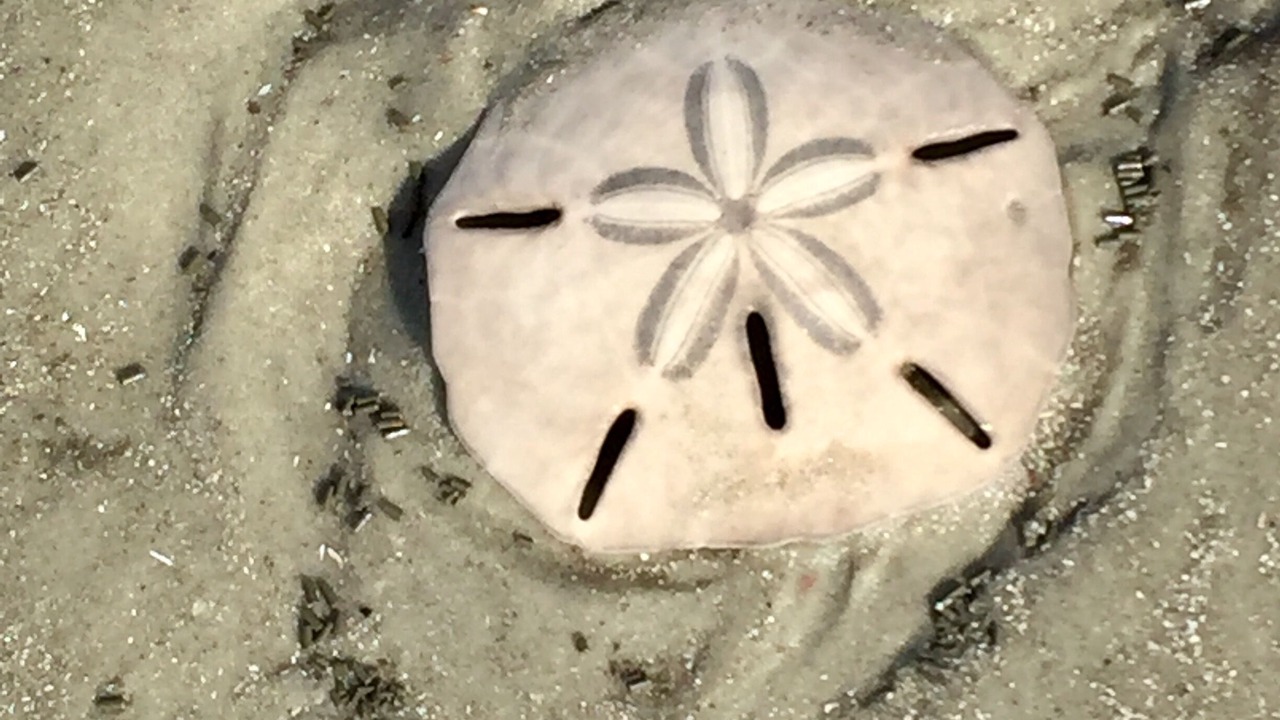 Photo of Others in Jekyll Island