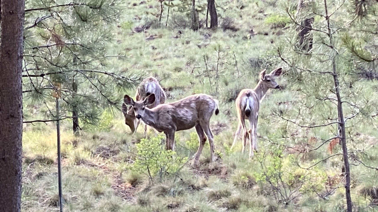 Photo of Others in Deer Park