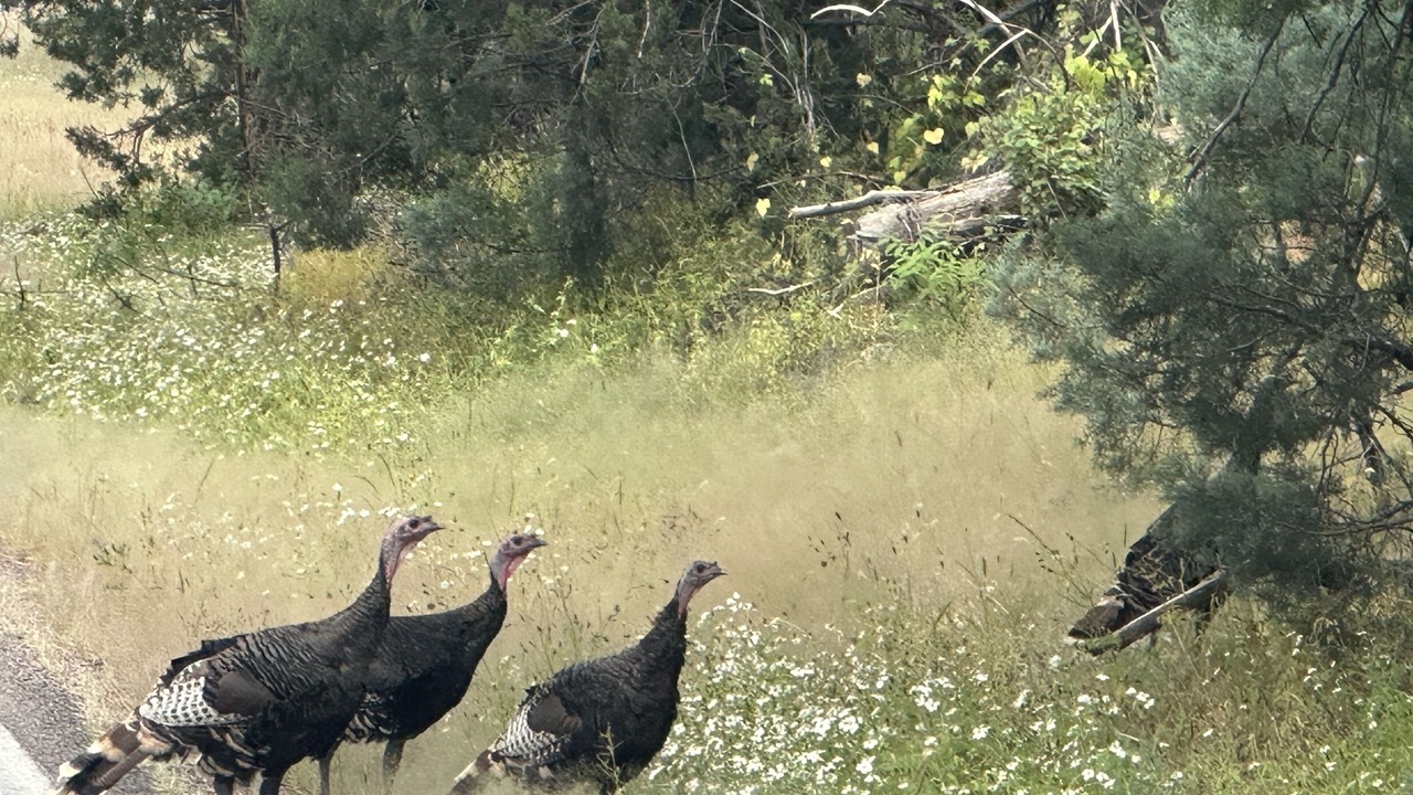 Photo of Outdoor in Mimbres