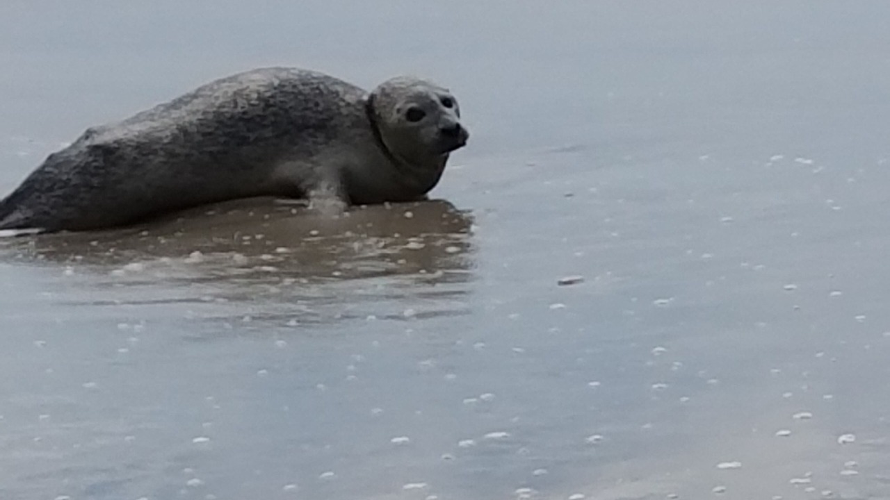 Photo of Others in Emerald Isle