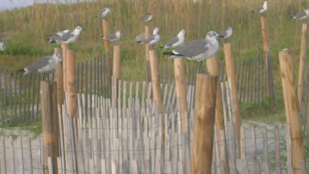 Photo of Others in Tybee Island
