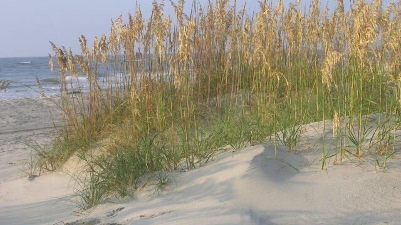 Photo of Others in Tybee Island