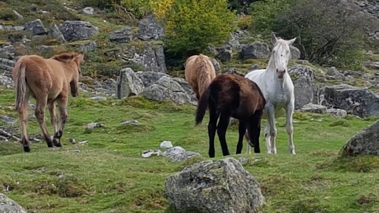 Photo of Outdoor in Cauterets