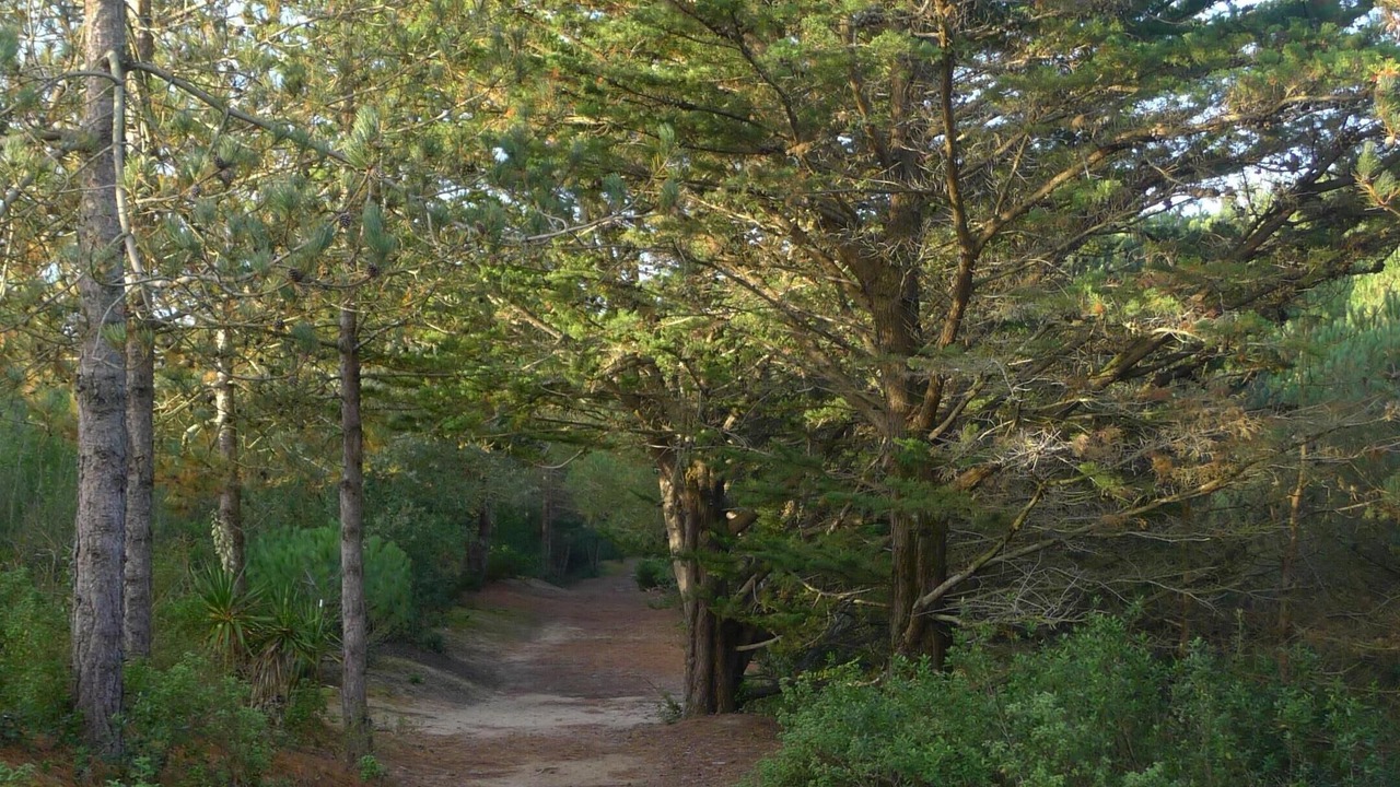 Photo of Outdoor in Barbatre