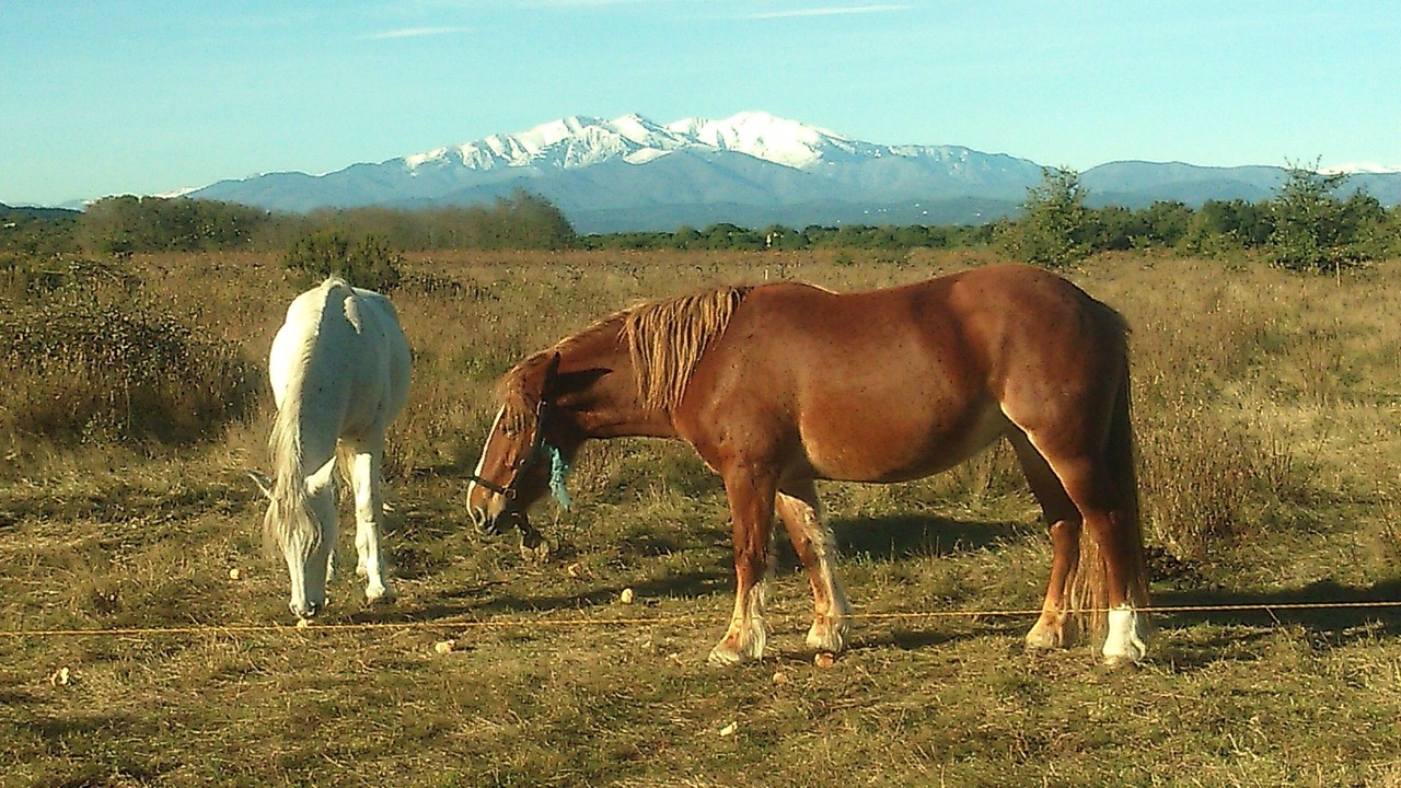Photo of Others in Laroque-des-Alberes