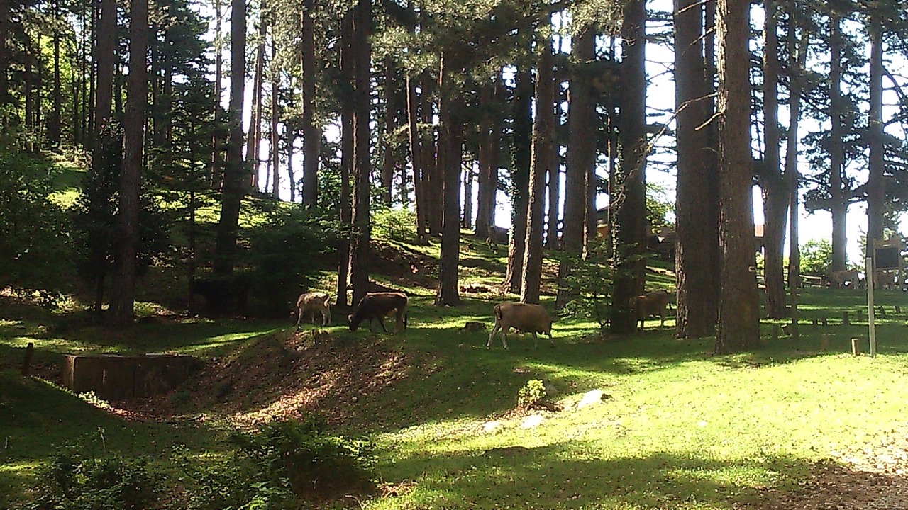 Photo of Outdoor in Laroque-des-Alberes