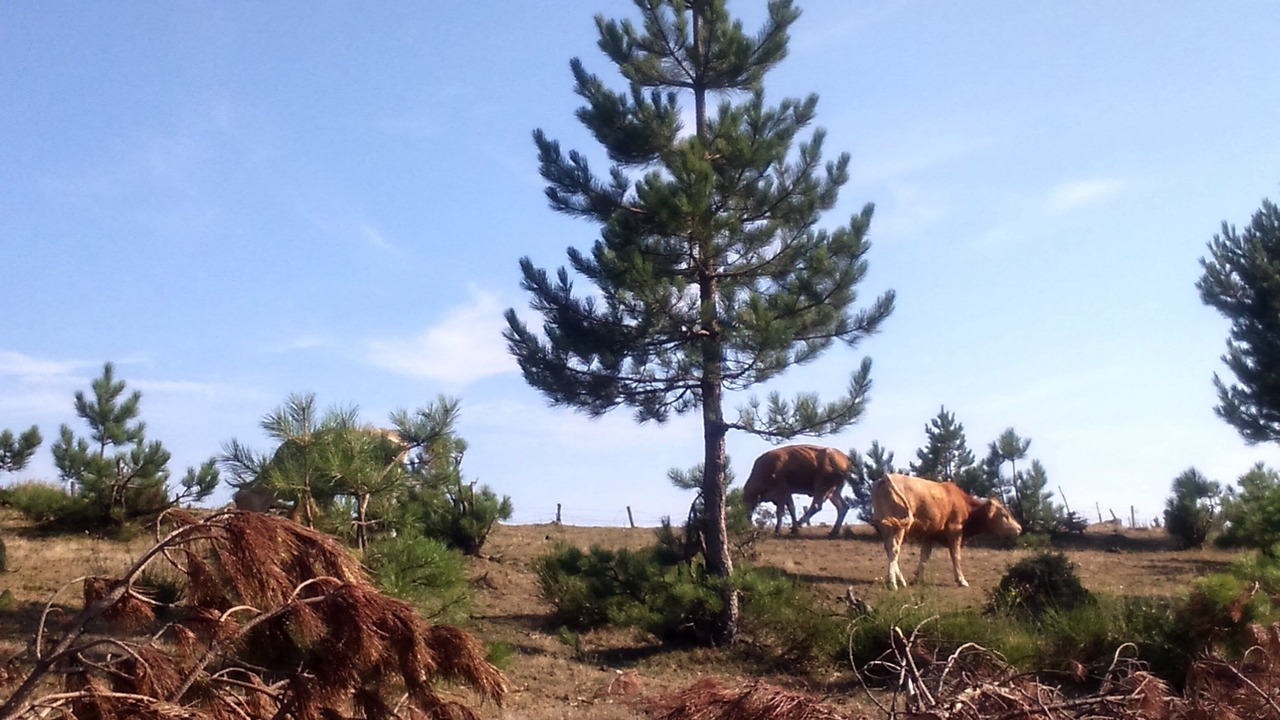 Photo of Outdoor in Laroque-des-Alberes