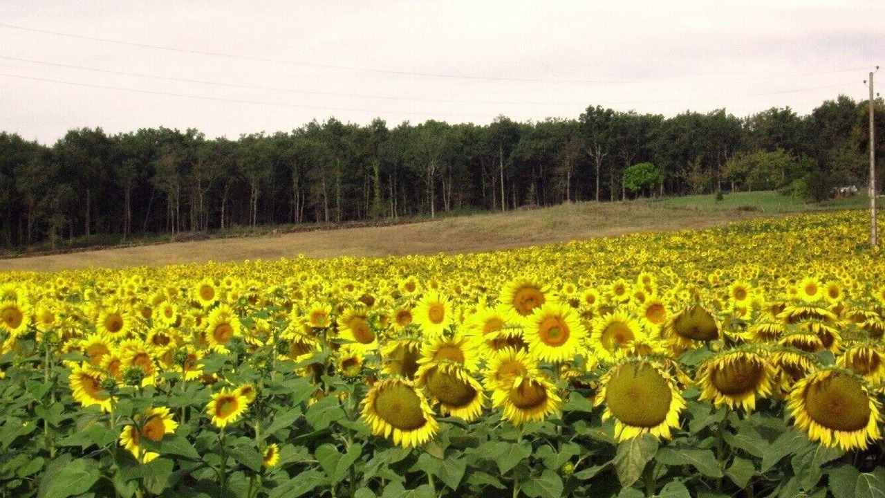 Photo of Outdoor in Monclar