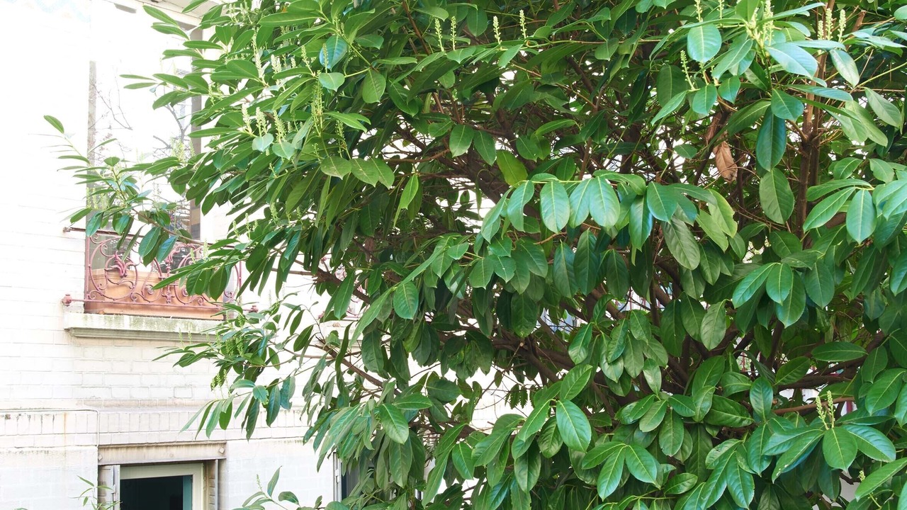 Photo of Outdoor in Plaisance
