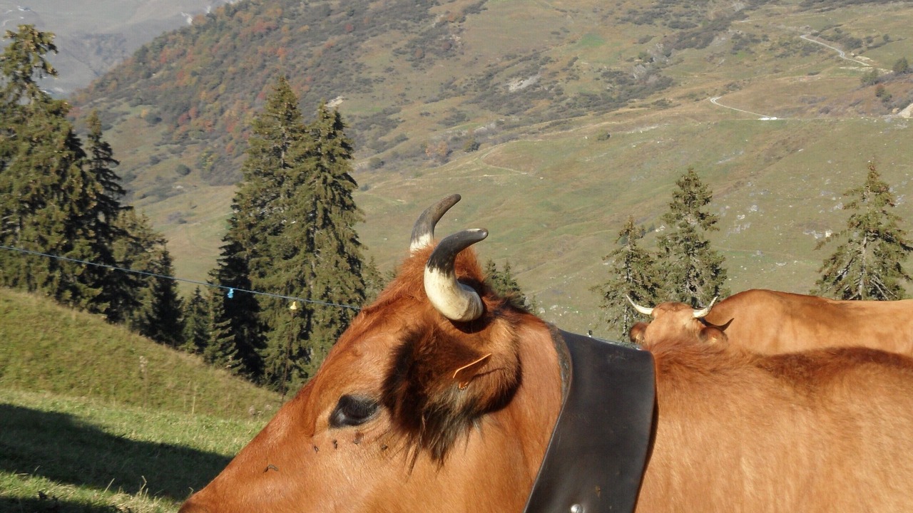 Photo of Others in Beaufort