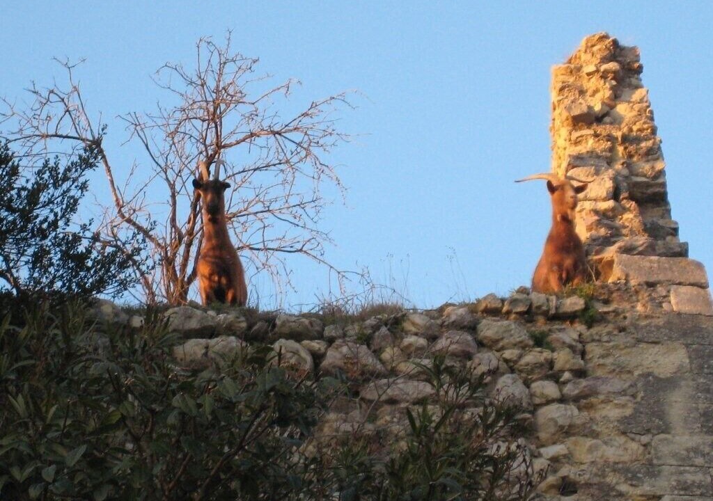 Photo of Outdoor in Boulbon