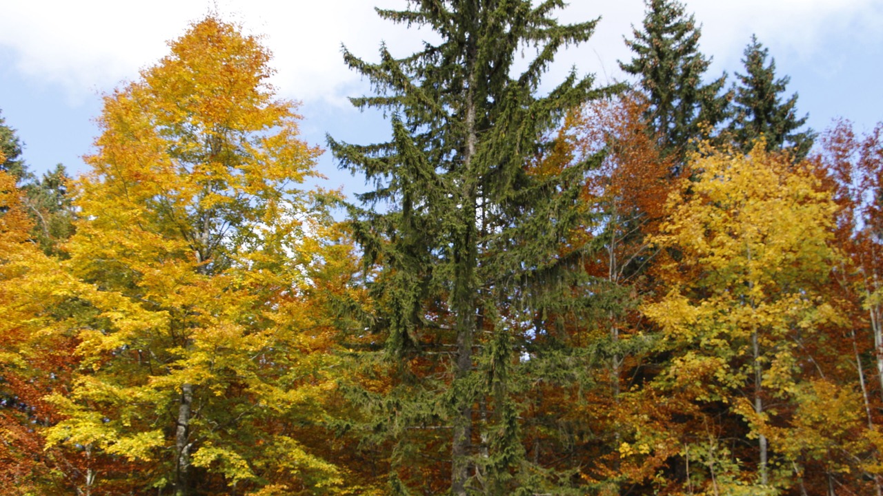 Photo of Outdoor in Lamoura