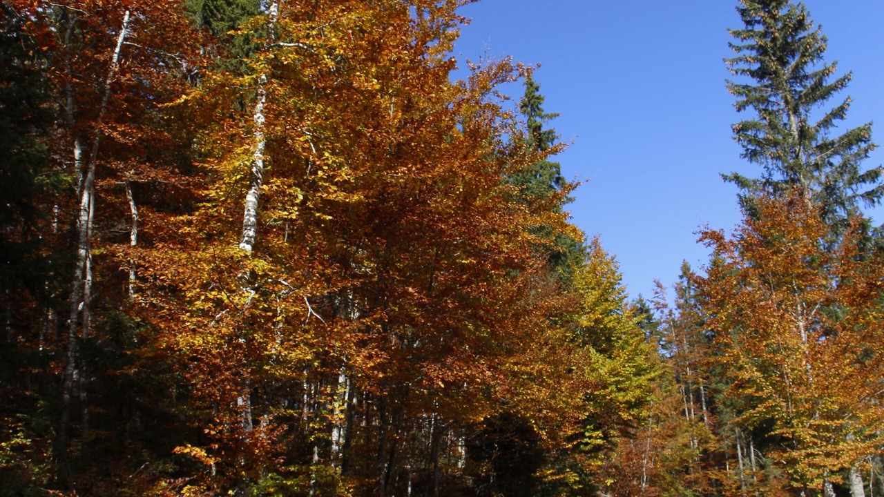 Photo of Outdoor in Lamoura