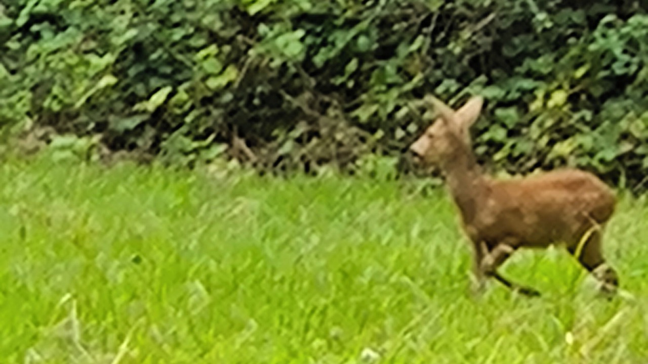 Photo of Others in Nempont-Saint-Firmin
