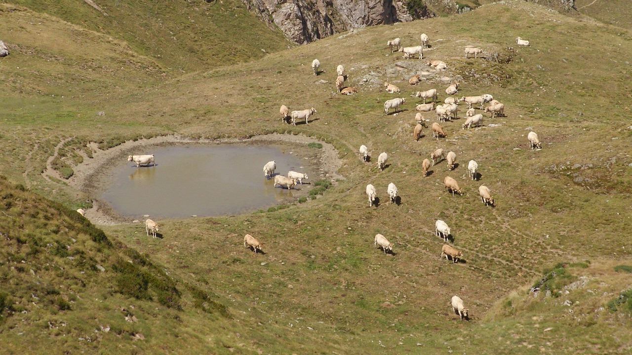 Photo of Others in Laruns