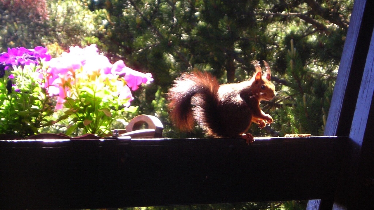 Photo of Outdoor in Pyrenees 2000