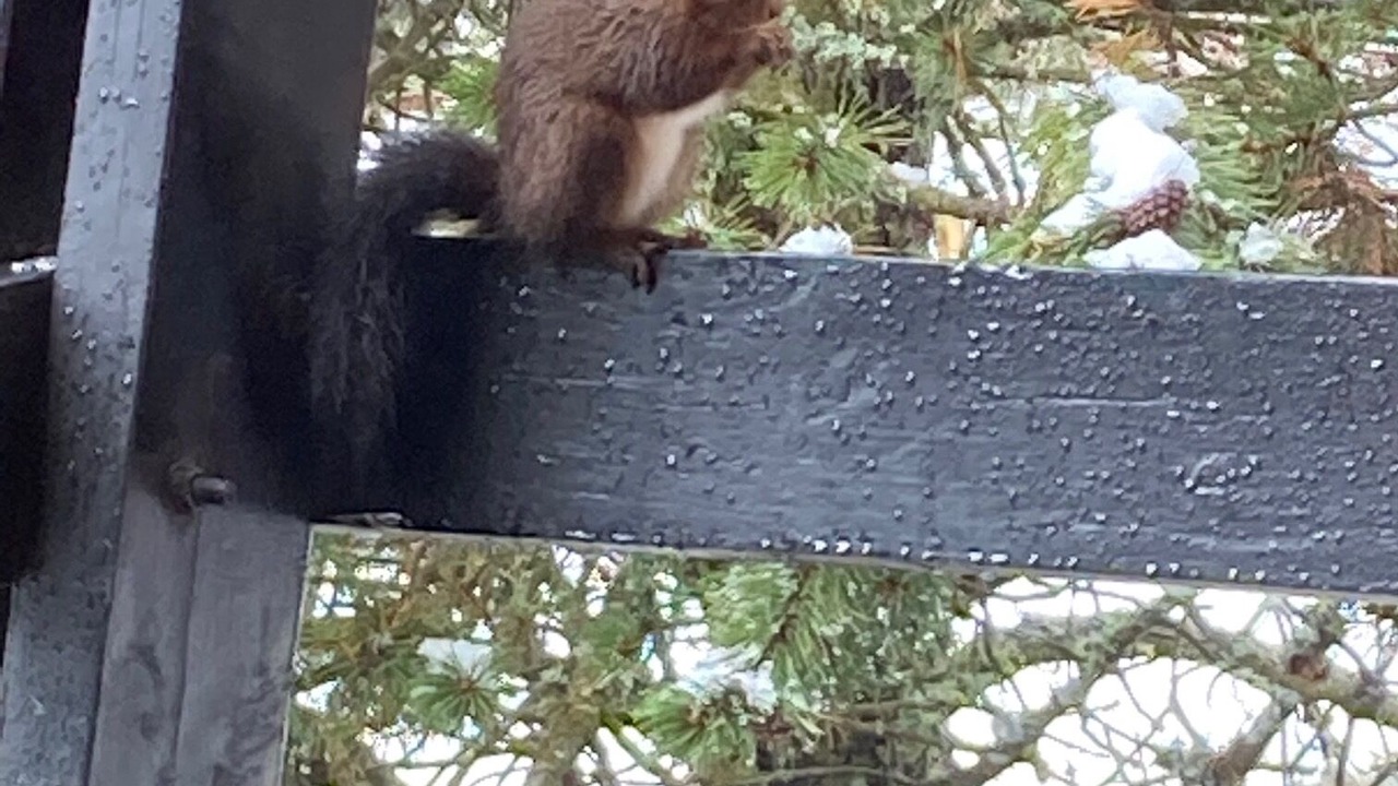 Photo of Outdoor in Pyrenees 2000