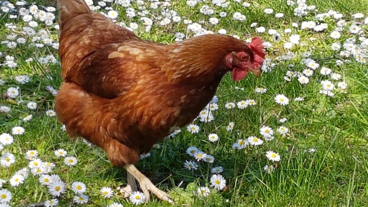 Photo of Outdoor in Les Rosiers-sur-Loire