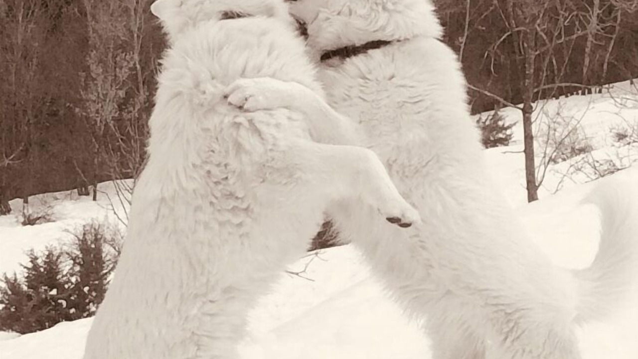 Photo of Others in Pra Loup