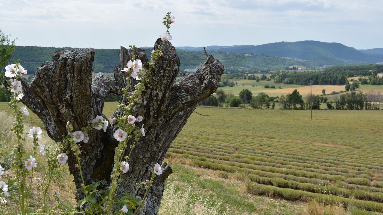 Photo of Outdoor in Aurel