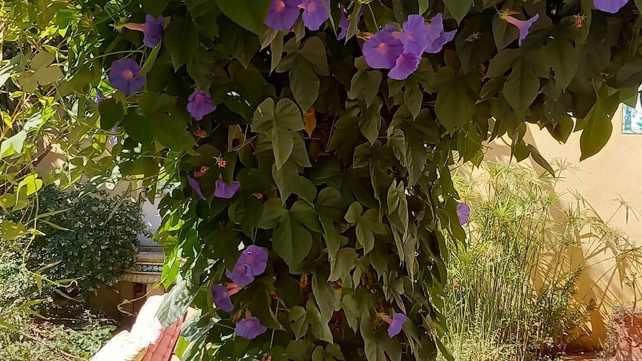 Photo of Outdoor in Pignan