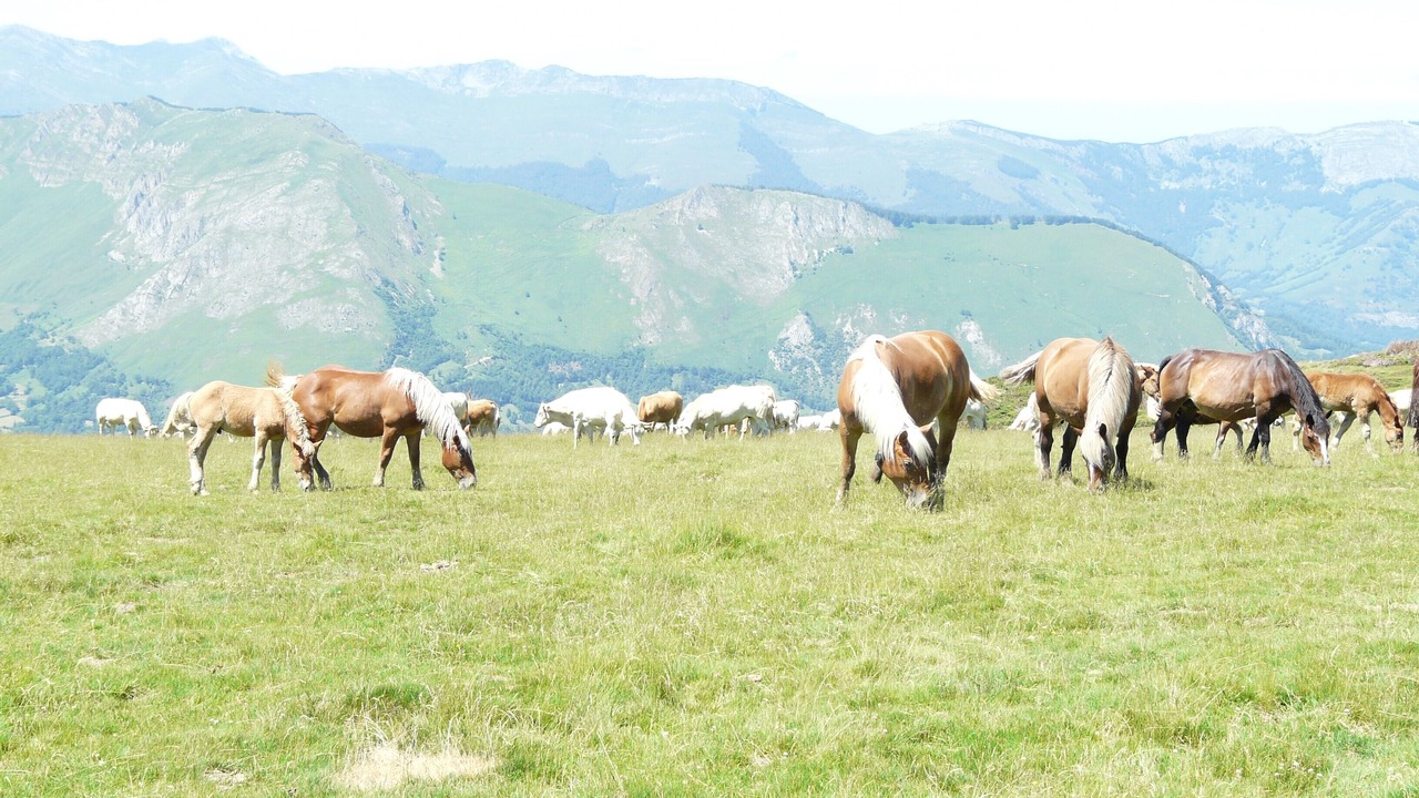 Photo of Outdoor in Sireix