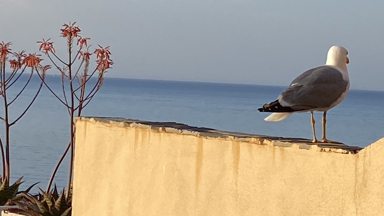 Photo of Others in Port-Vendres
