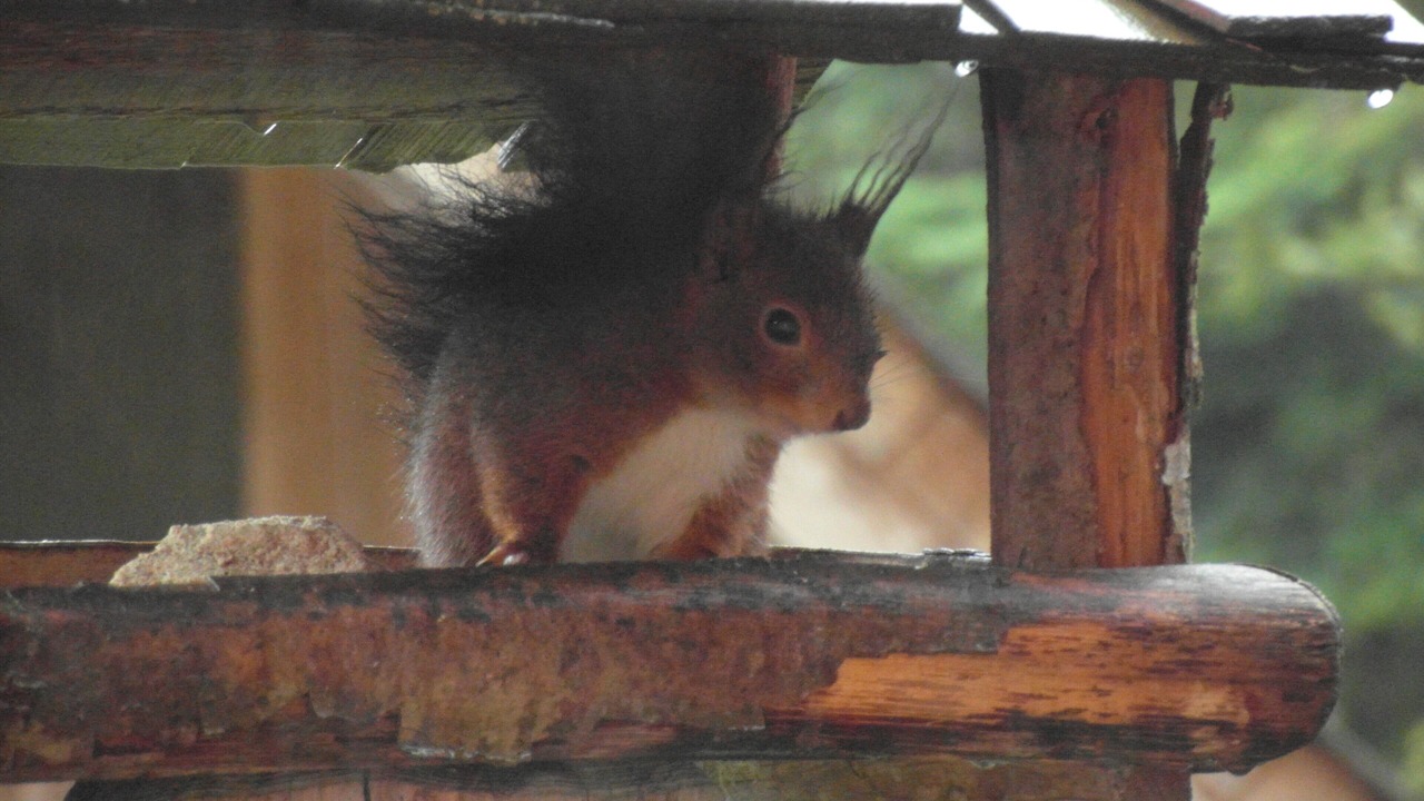 Photo of Others in Le Hohwald