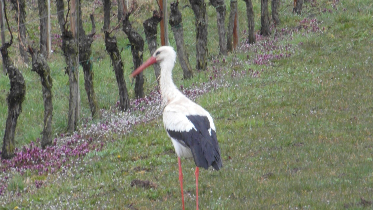 Photo of Outdoor in Le Hohwald