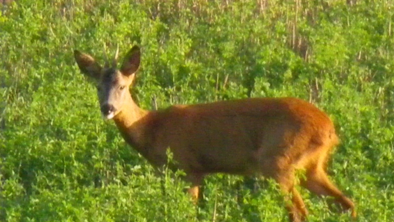 Photo of Others in Capdrot